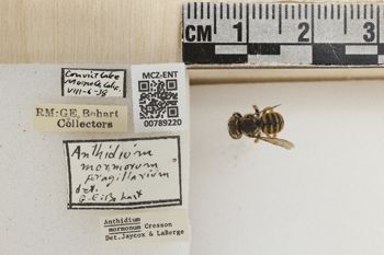 Media type: image;   Entomology 789220 Aspect: Labels